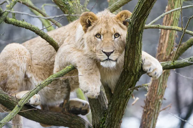 Jong leeuwyfie op boomtak aflaai