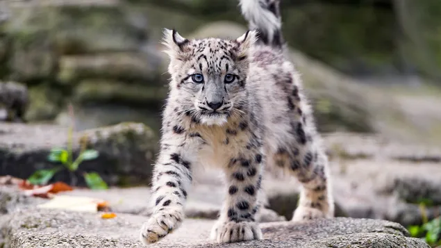 Ung sneleopard download