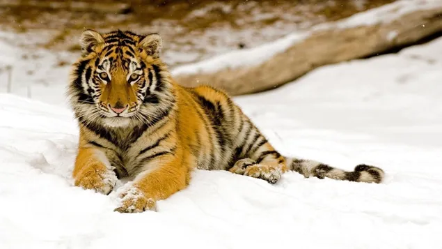 Jonge tijger die in de sneeuw ligt HD achtergrond