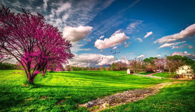 雲や鳥が自由な春の木々や草 ダウンロード