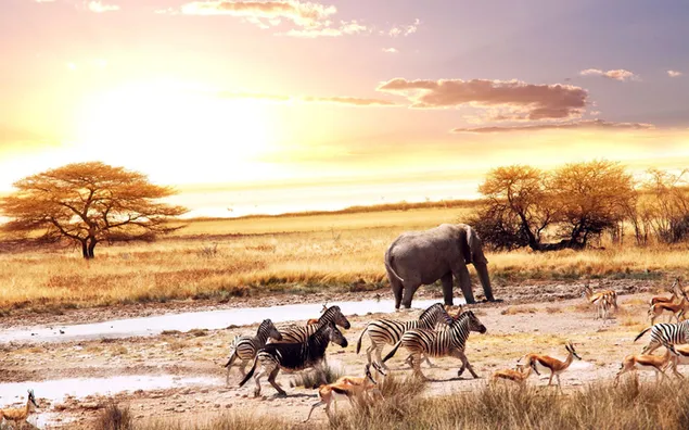Zebra's, gazellen en olifanten onder vergeelde bladeren en planten onder gele zonovergoten bewolkte hemel