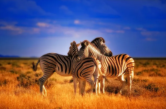 Zebra dengan garis-garis hitam dan putih berjemur di bawah sinar matahari di rumput kering