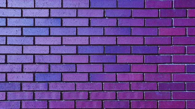 紫の壁