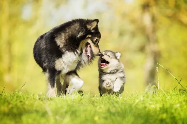 子犬とお母さんの質の高い楽しい時間 ダウンロード