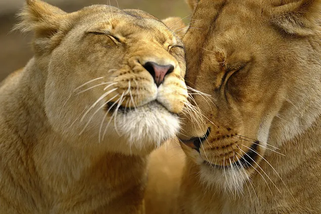 自然の中で並んでいる2頭のライオンの愛