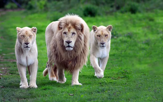 自然の中を歩くライオンズ ダウンロード