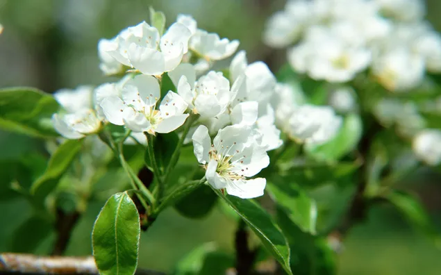 自然 - 桜の白い花