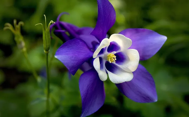 自然-紫色の花