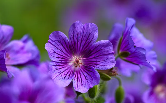紫色の花 ダウンロード
