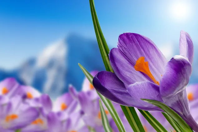 紫色のクロッカスの花のクローズアップ ダウンロード