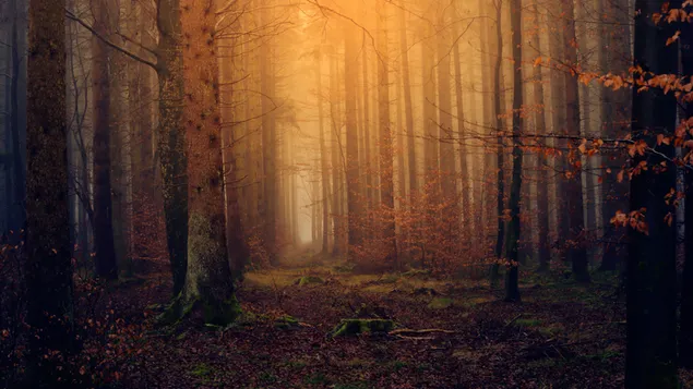 zonlicht dat 's avonds door de bomen filtert download