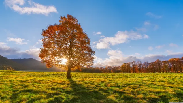 Zonlicht filtert door herfstbladeren in landschap van grasbomen en wolken