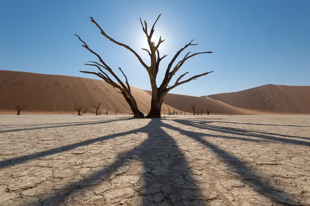 Zonnige schaduw van drogende boomtakken in Namibisch woestijnzand download