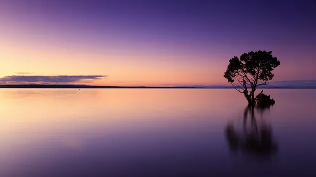 Zonsondergang in het meer en weerspiegeling van de boom