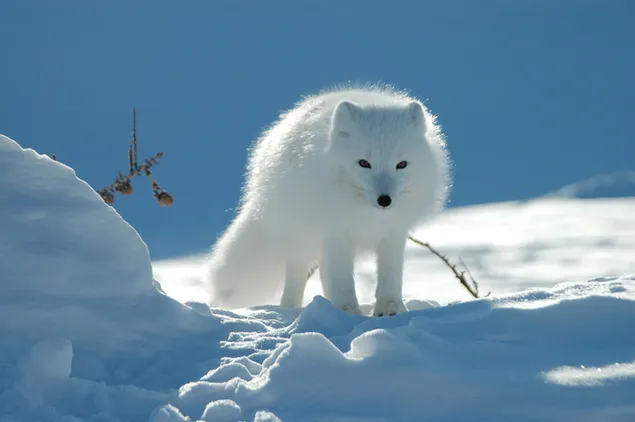 zorro ártico blanco