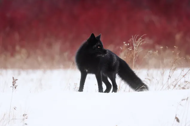 Zorro negro en la nieve en estado salvaje