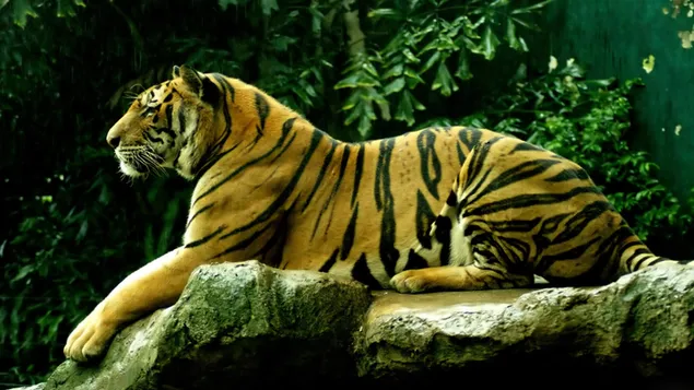 最大の生きている猫の種のトラ