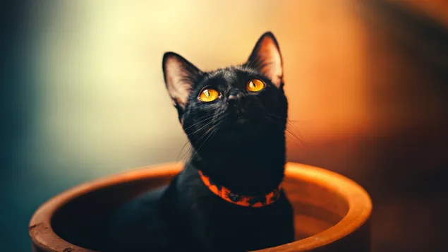 Zwarte kat met oranje ogen download