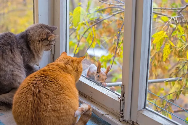 Zwei süße mollige Katzen, die ein Eichhörnchen am Fenster beobachten